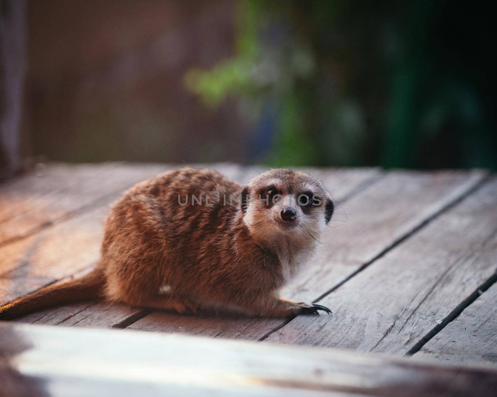 Domesticate meerkat or suricate, Suricata suricatta, on porch