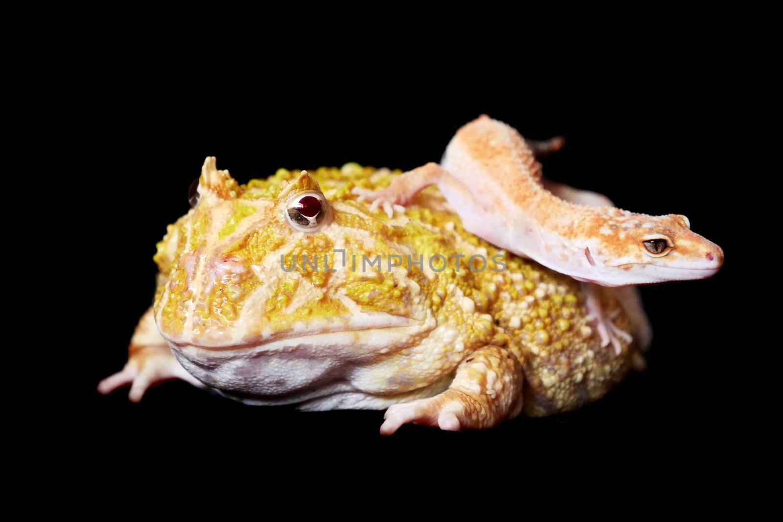 The chachoan horned frog with Leopard Gecko on a blackbackground by RosaJay