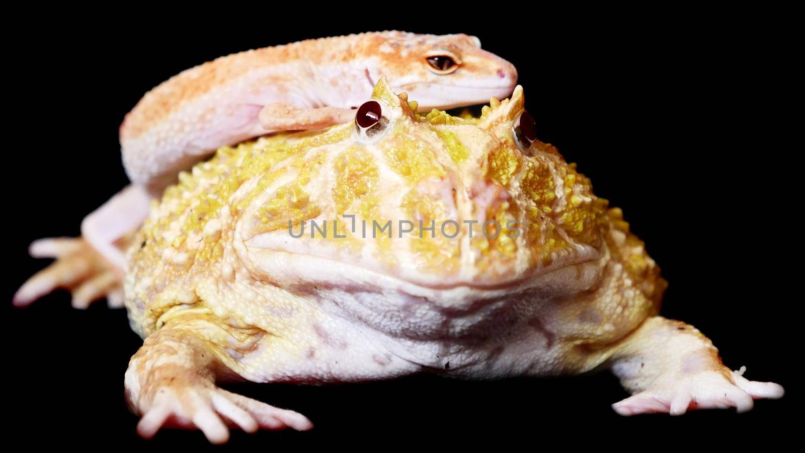 The chachoan horned frog, Ceratophrys cranwelli, with leopard gecko, isolated on black