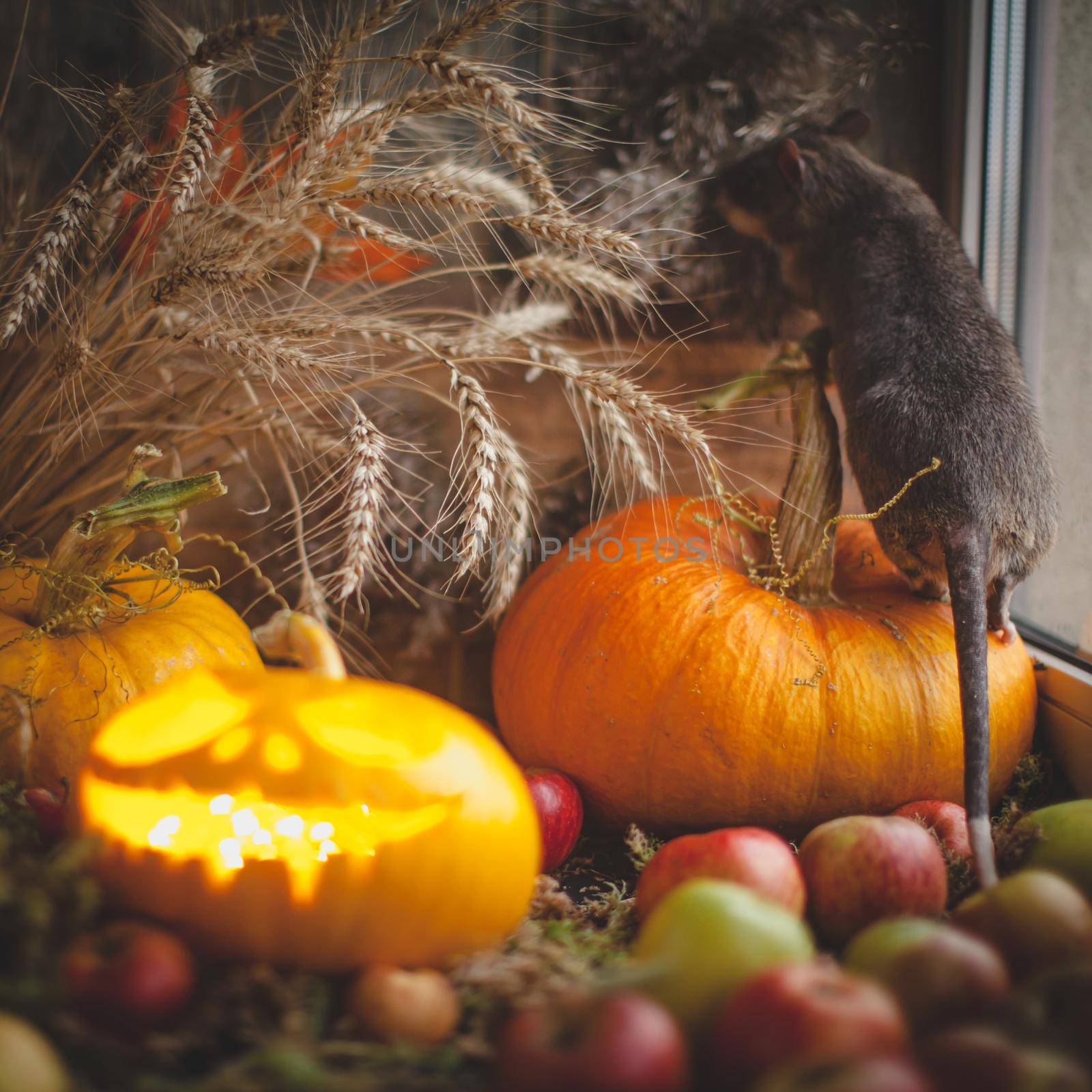 Pretty giant gambian pouched rat on Haloween party by RosaJay
