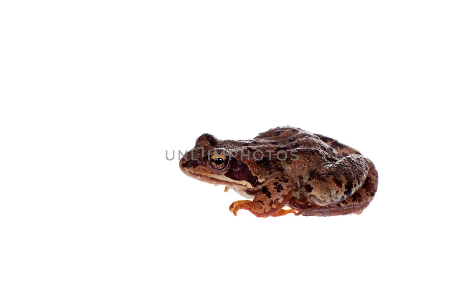 Common brown frog sitting on white background by RosaJay