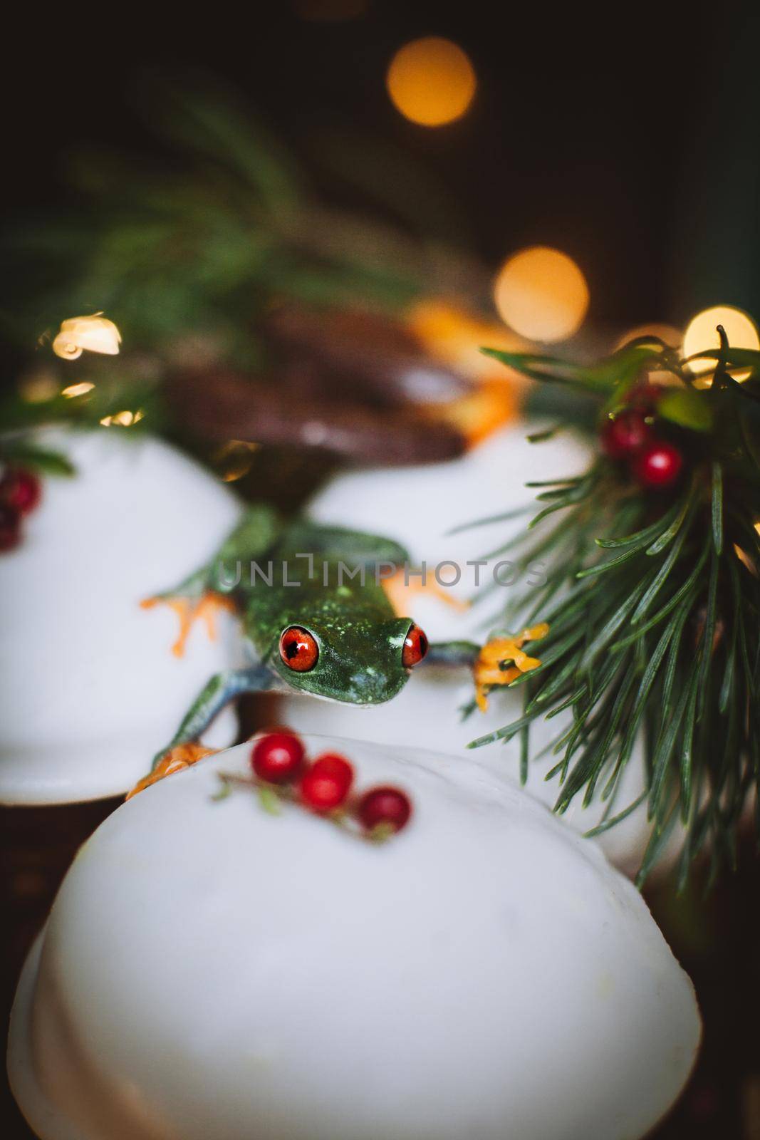 Beautiful red eyed tree frog, Agalychnis callidrias, on Christmass capcake