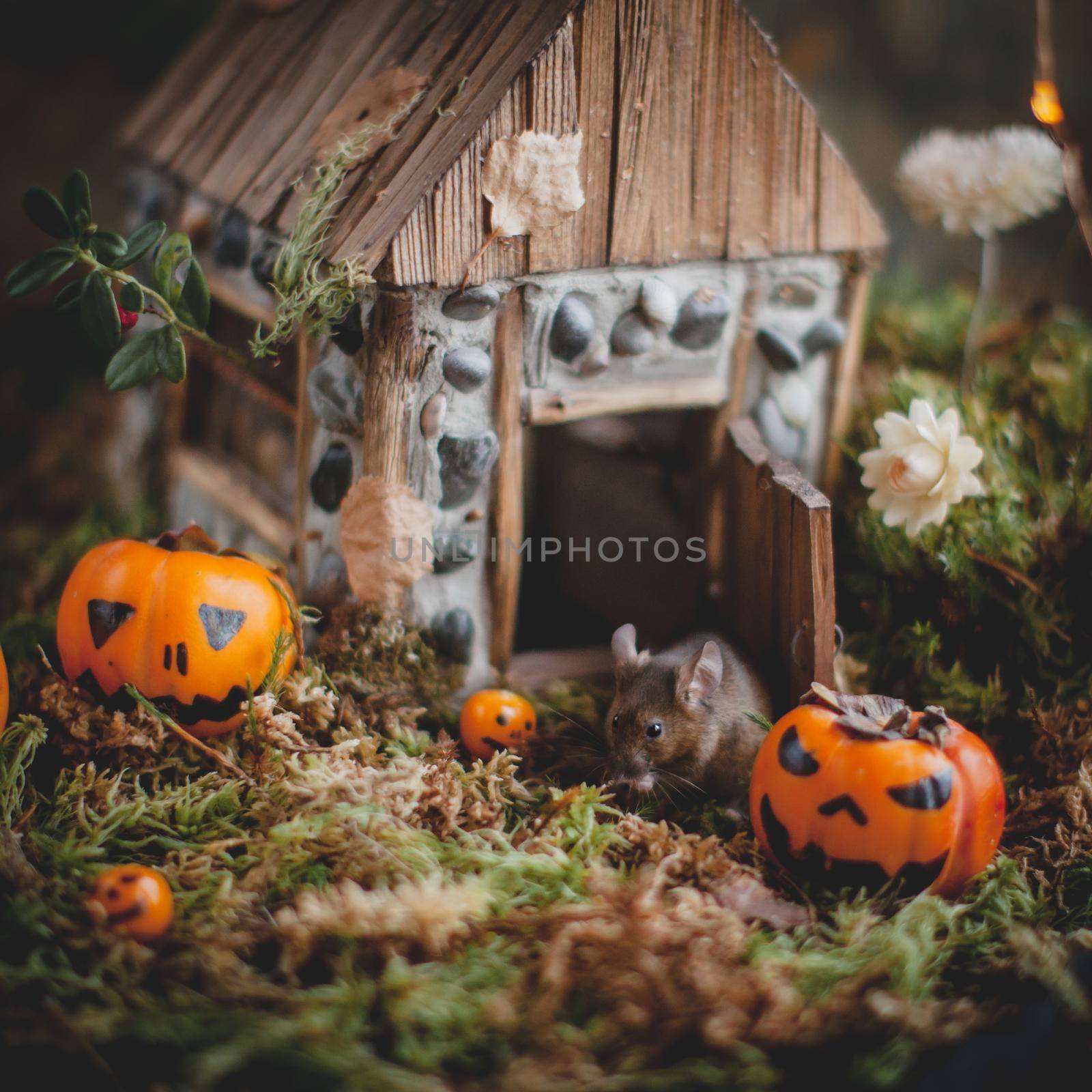 Pretty domestic mice on Haloween costume party with pupmpkins
