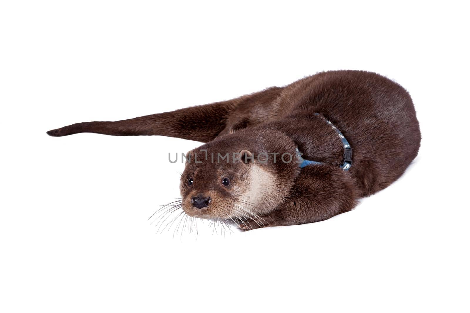 An Adult Eurasian river otter isolated on white background
