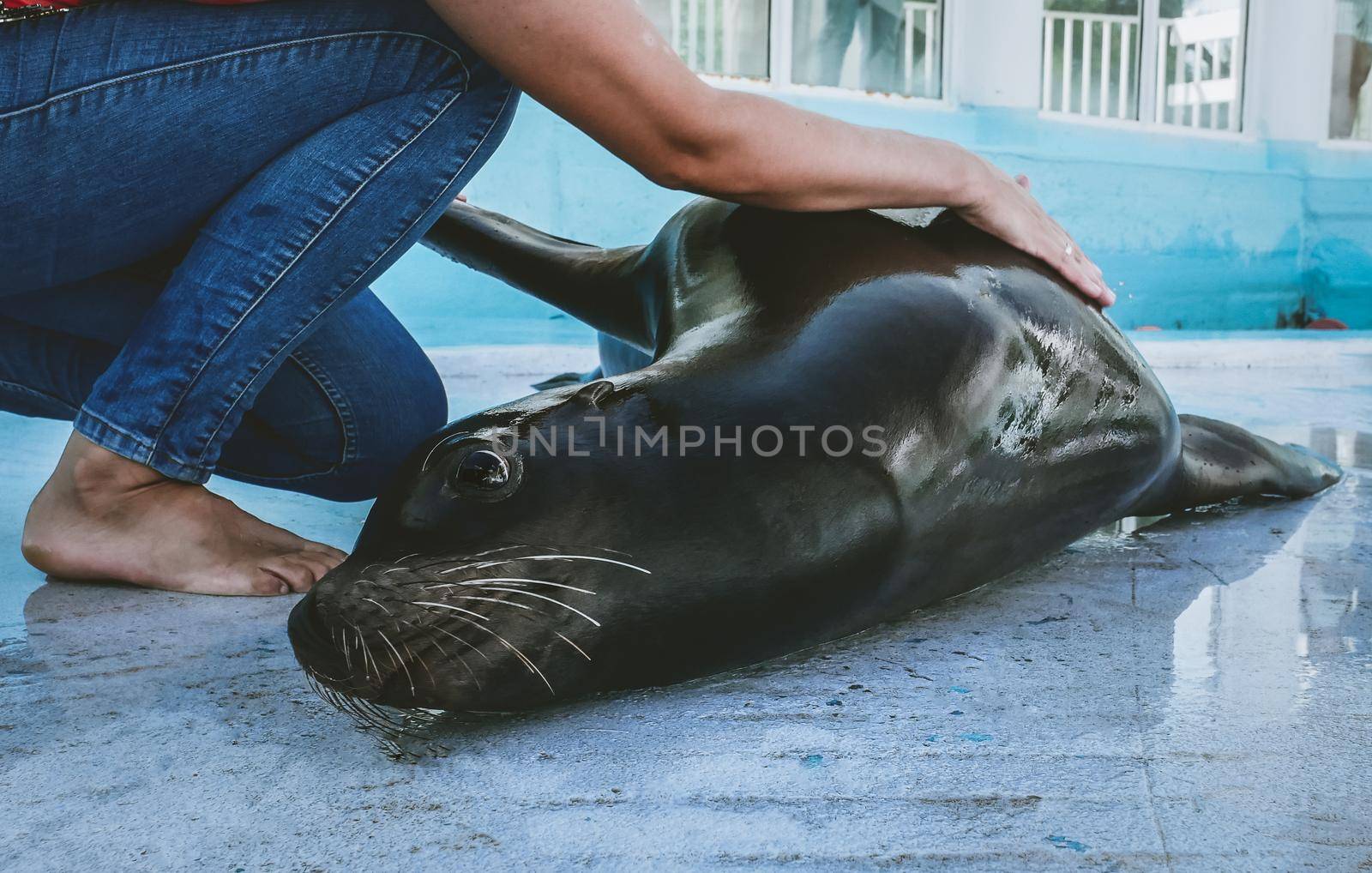 Veterinarian training of South American sea lion in zoo by RosaJay