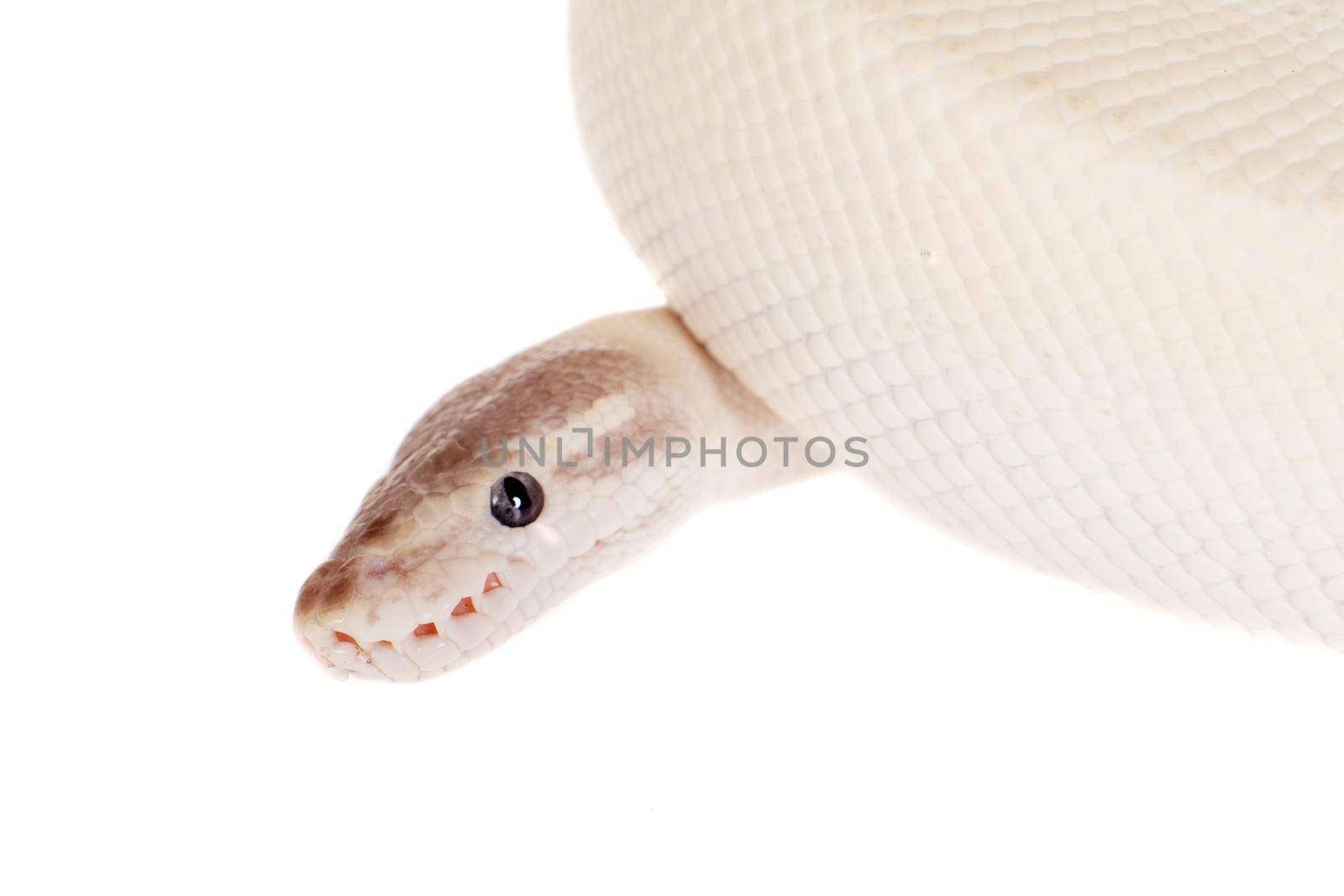 Royal Python, or Ball Python on white by RosaJay