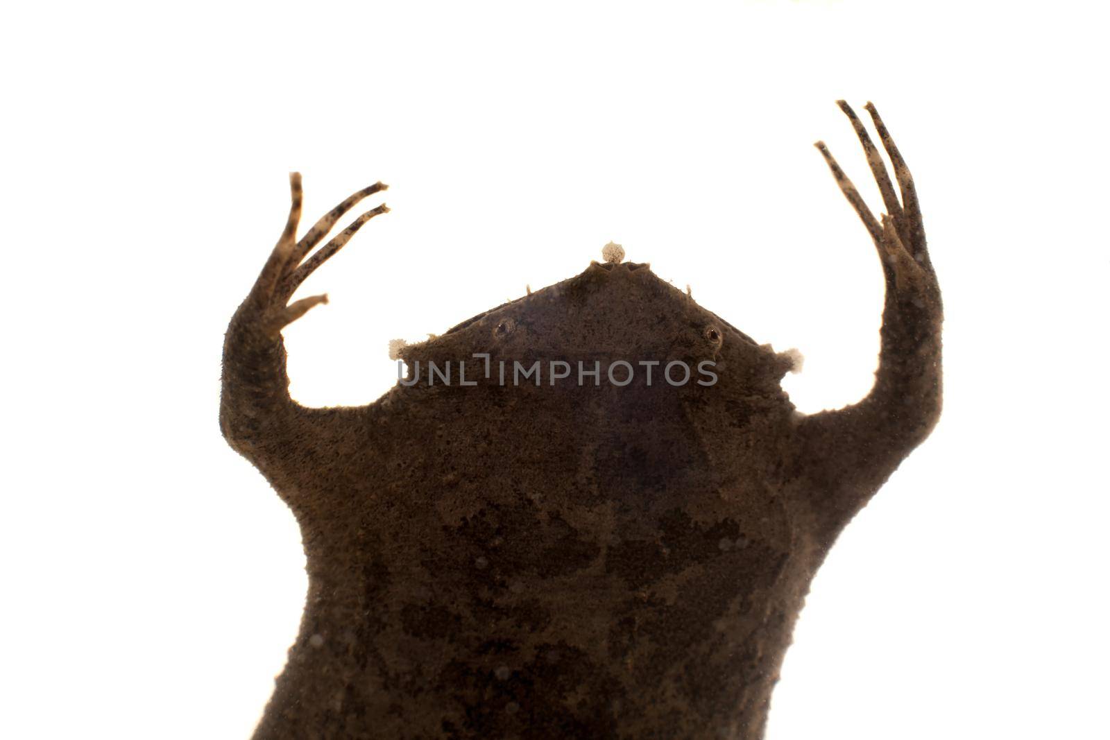 A strange Surinam toad on white backround by RosaJay