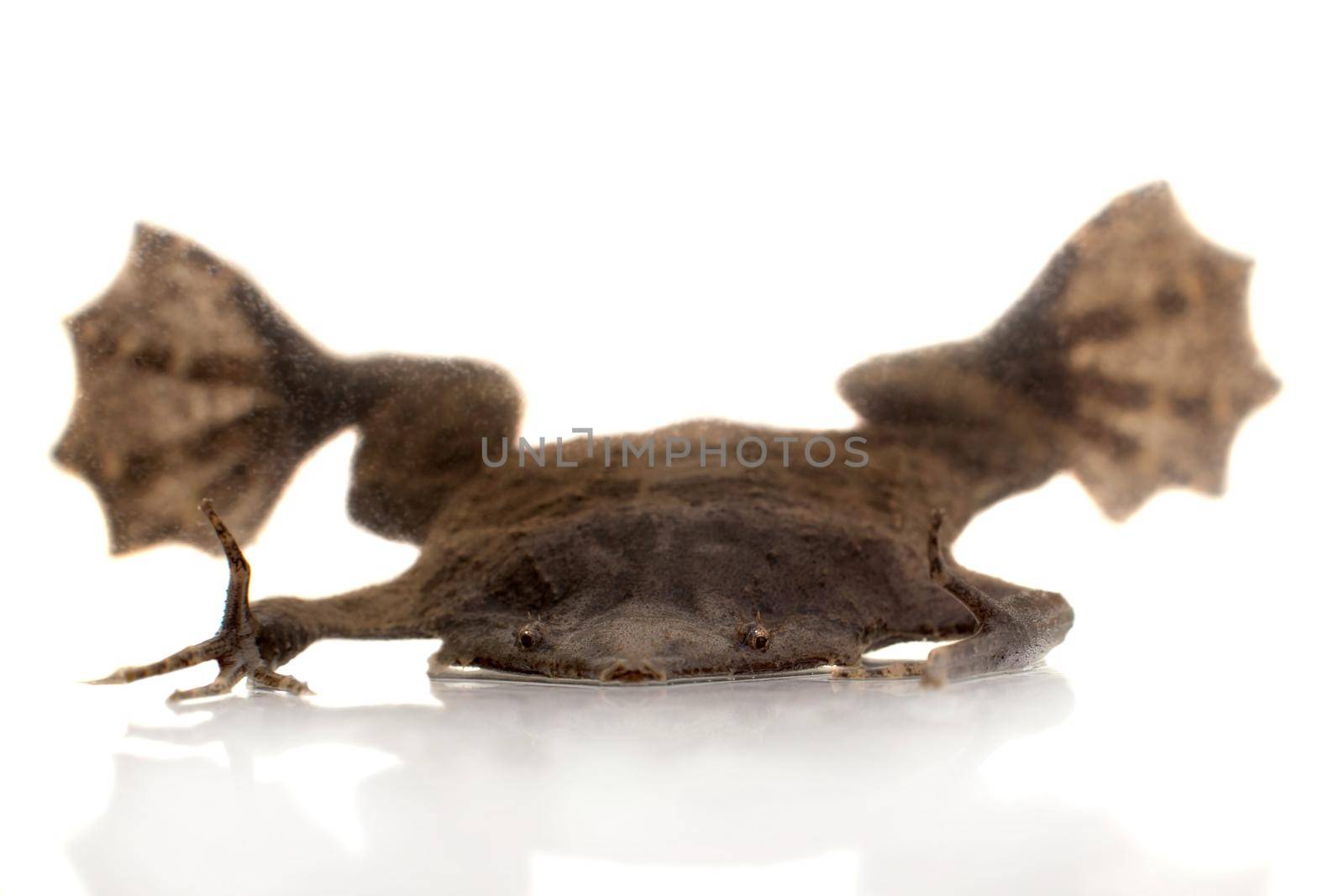 A strange Surinam toad on white backround by RosaJay