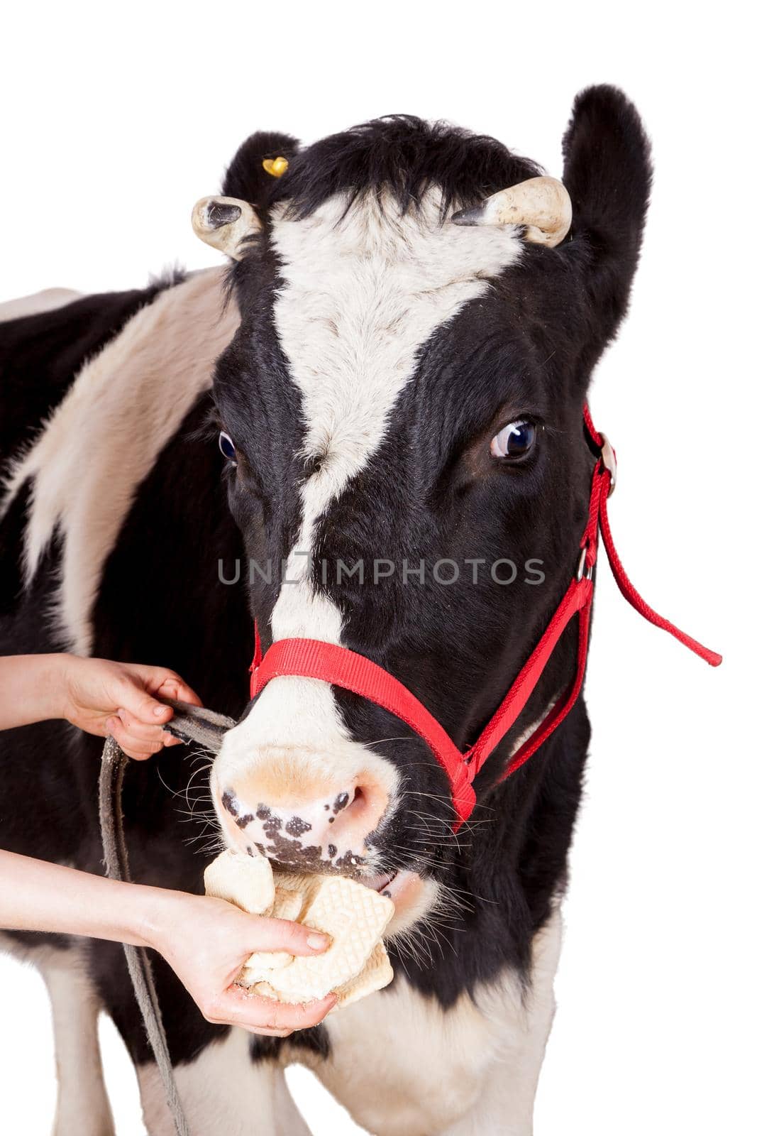 Scared Black and white cow Isolated On White background