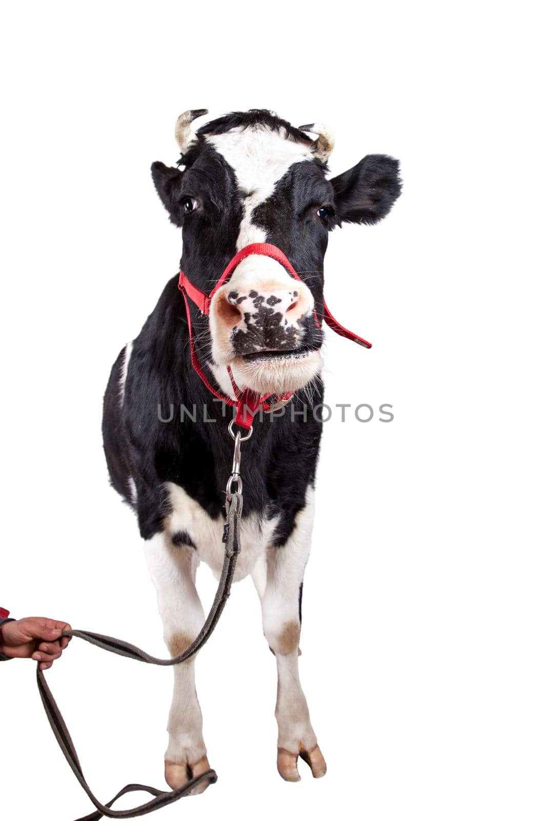 Black and white cow on white background by RosaJay