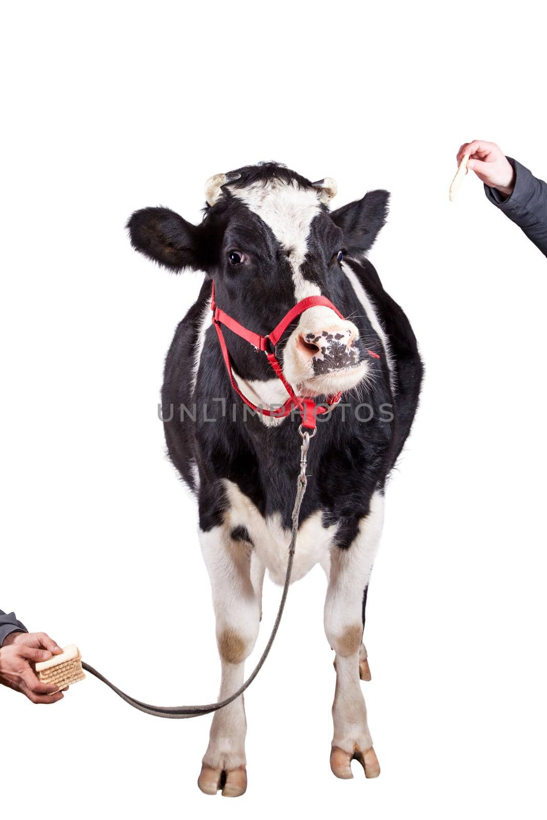 Scared Black and white cow Isolated On White background