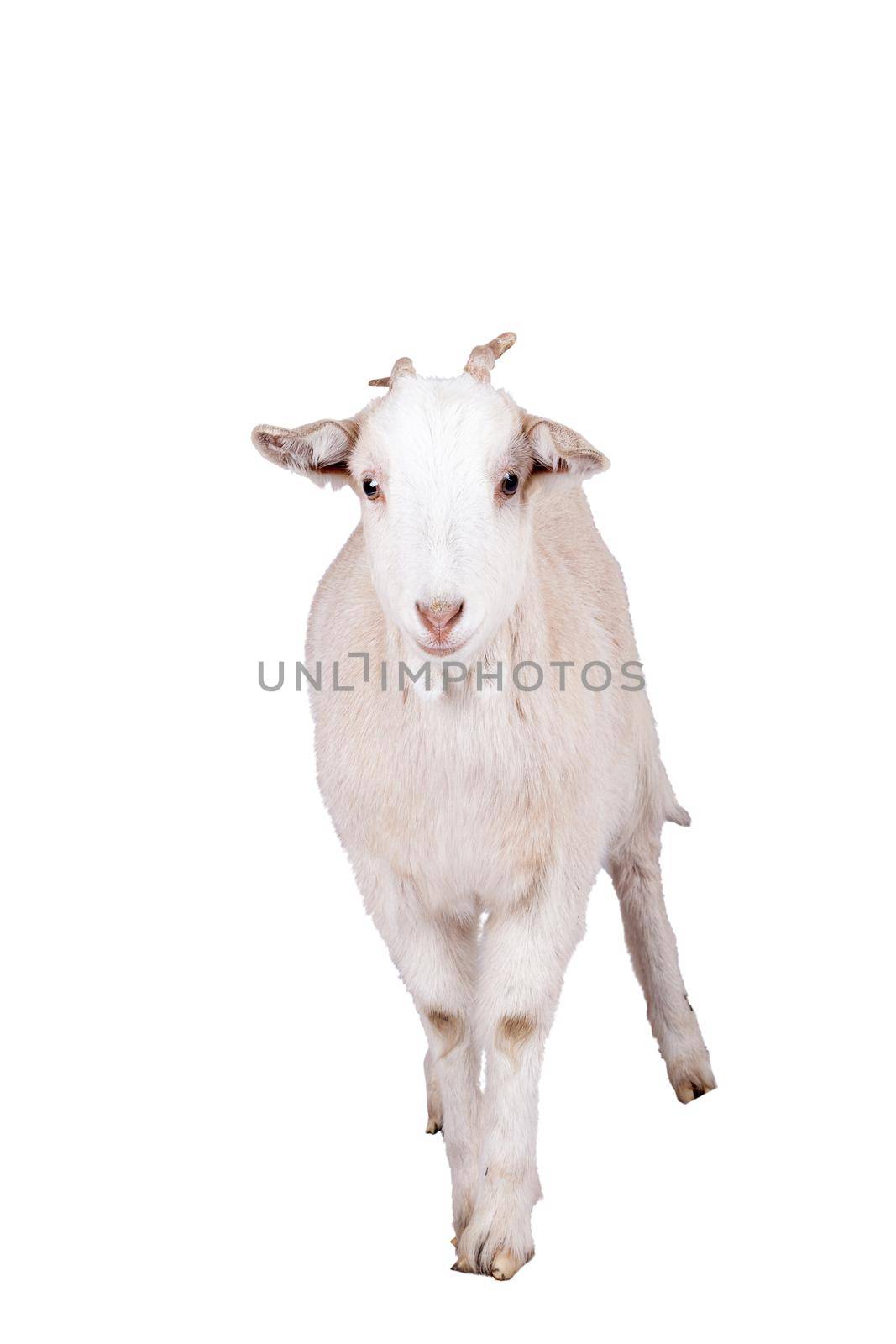 Beautiful white goat isolated on white background by RosaJay