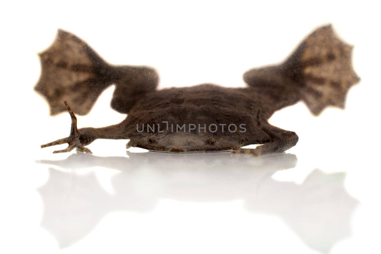 A strange Surinam toad on white backround by RosaJay