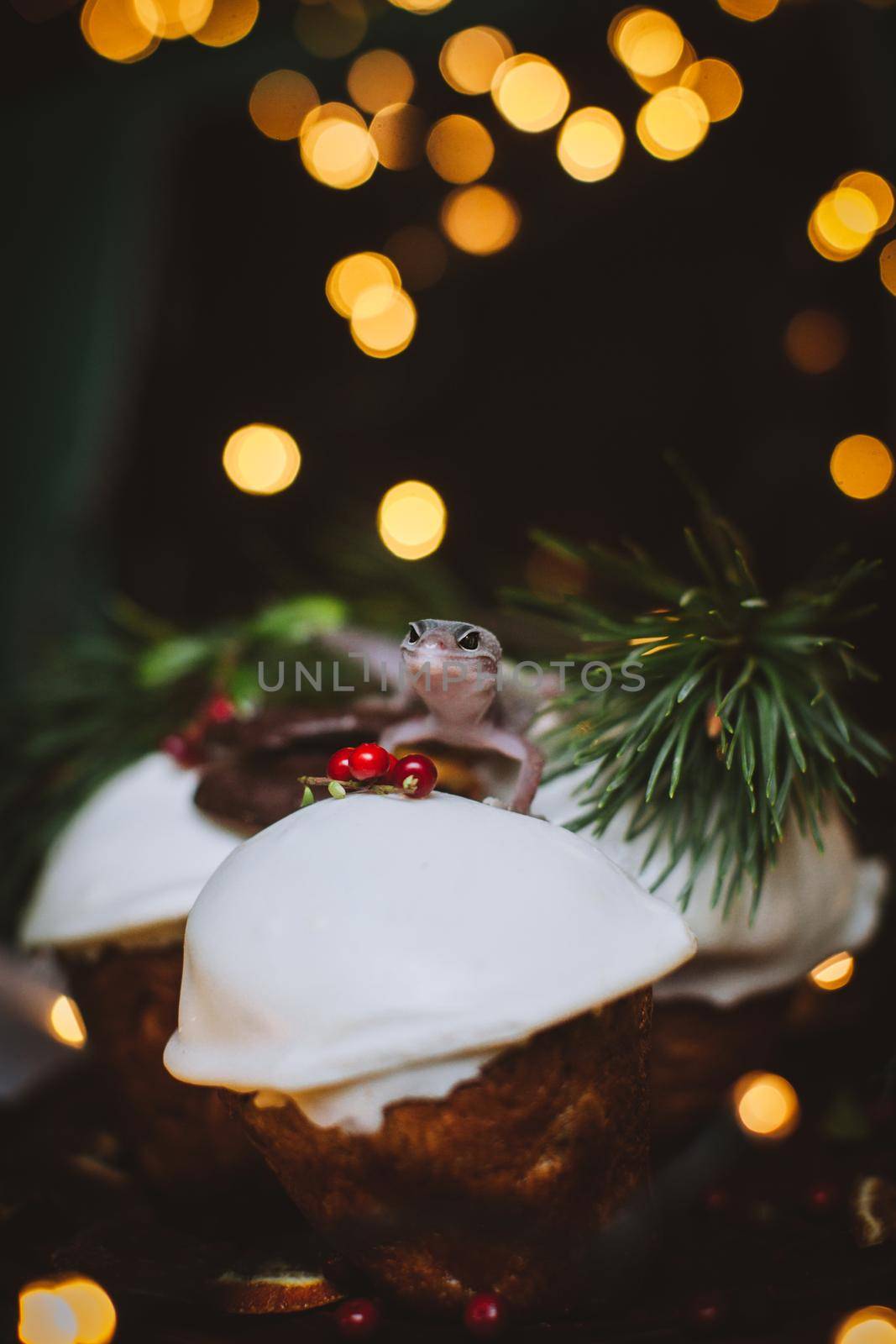 Beautiful red eyed tree frog on capcake with Christmass decoration by RosaJay