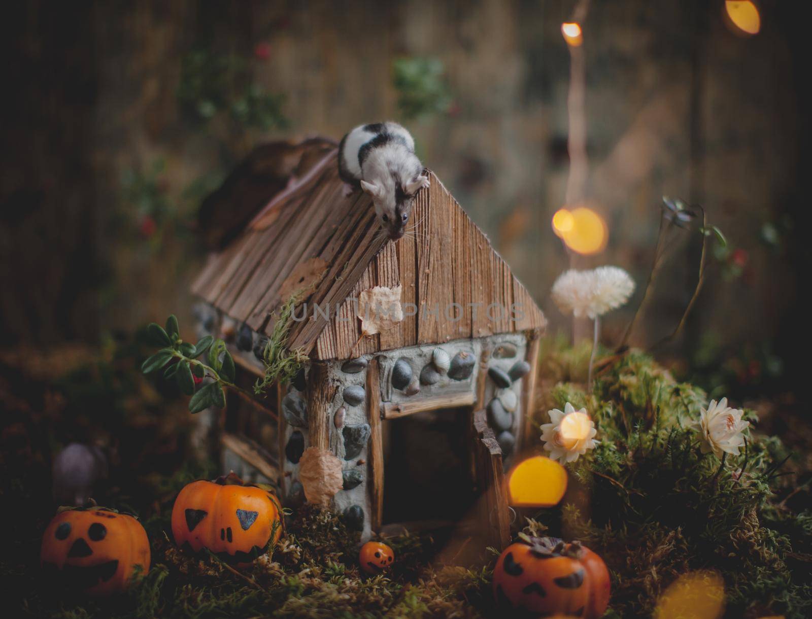 Pretty domestic mice with beautiful Haloween decoration by RosaJay