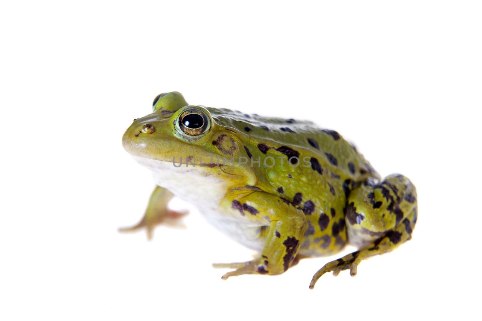 Green Pool Frog on white, Pelophylax lessonae by RosaJay