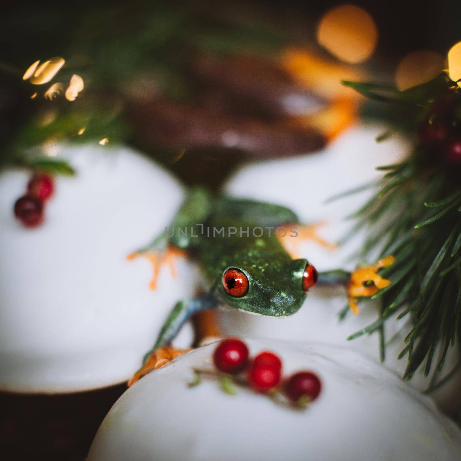 Beautiful red eyed tree frog, Agalychnis callidrias, on Christmass capcake