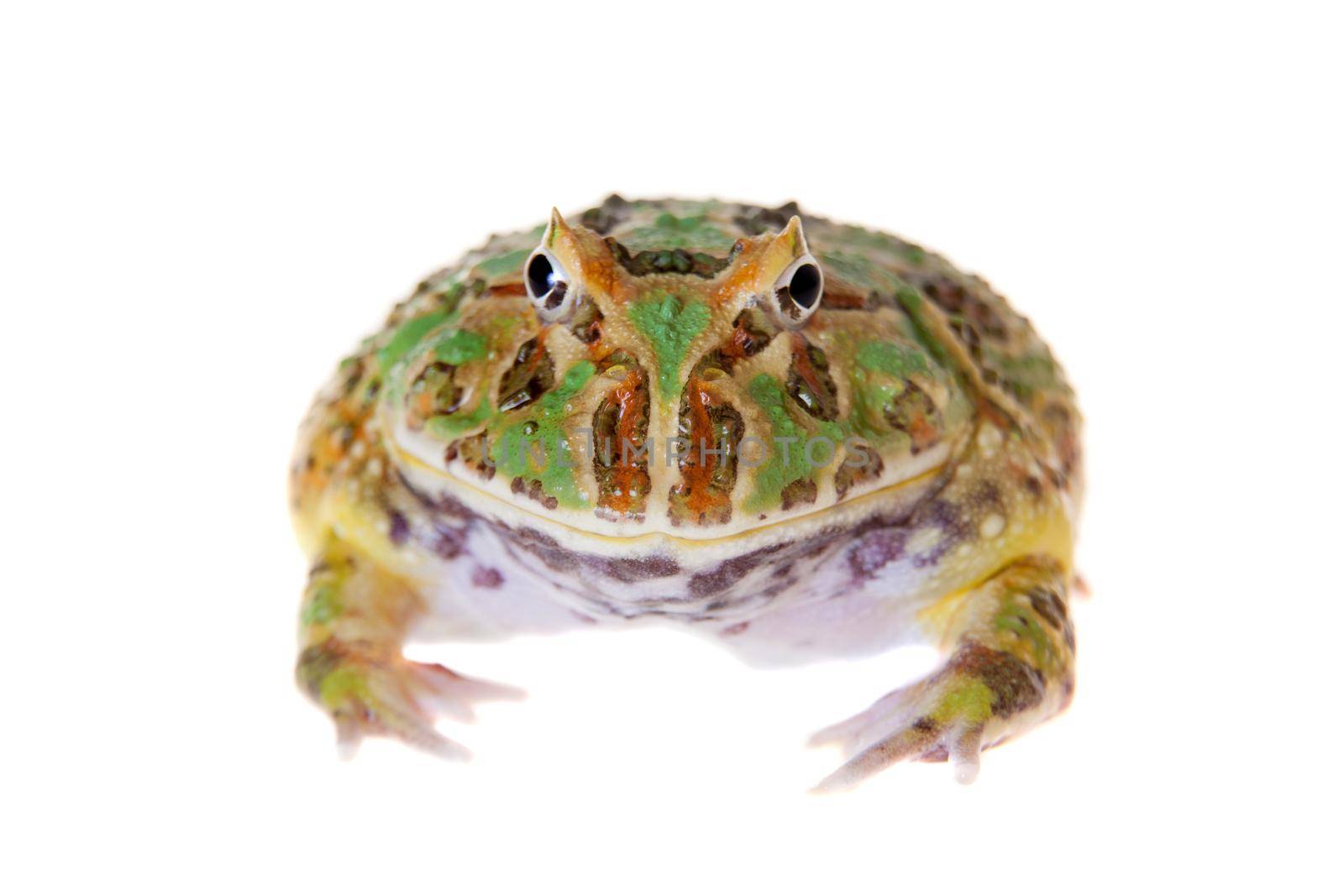 The chachoan horned frog, Ceratophrys cranwelli, isolated on white background