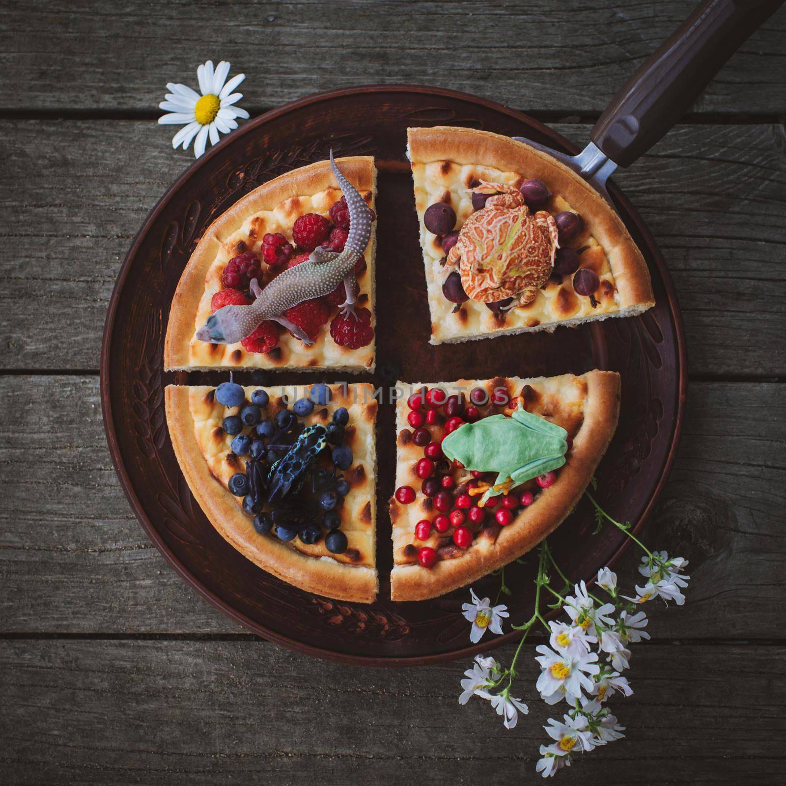 Reptile and amphibian pets on cheesecake Pie with berries On Wooden Background by RosaJay