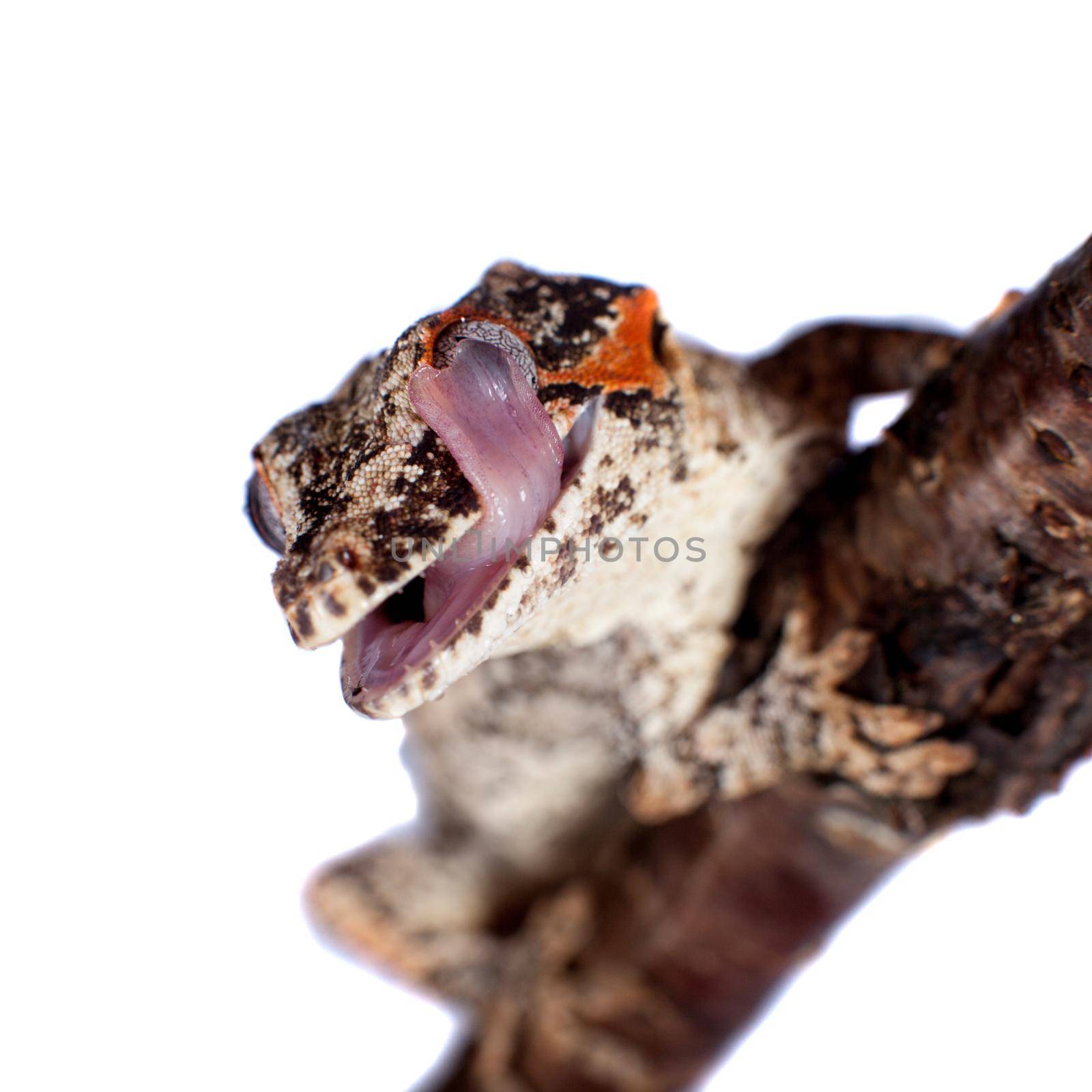 The gargoyle or New Caledonian bumpy gecko, Rhacodactylus auriculatus isolated on white