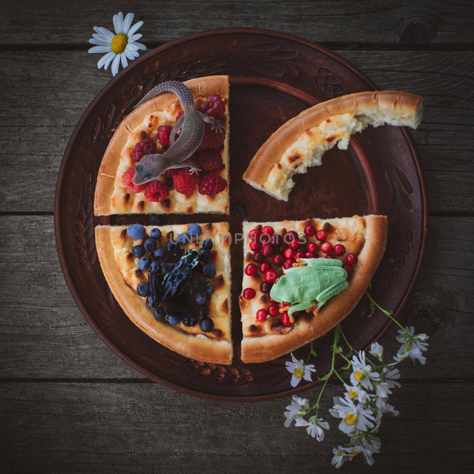 Reptile and amphibian pets Homemade cheesecake Pie with berries and flowers On plate on Wooden Background