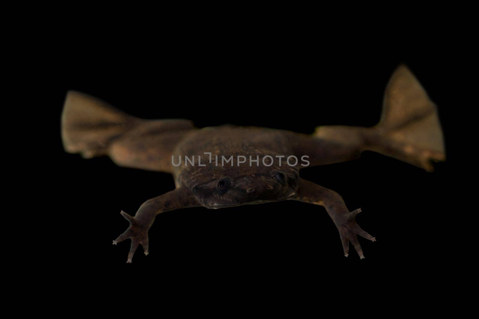 A Carvalho's Surinam toad on black background by RosaJay