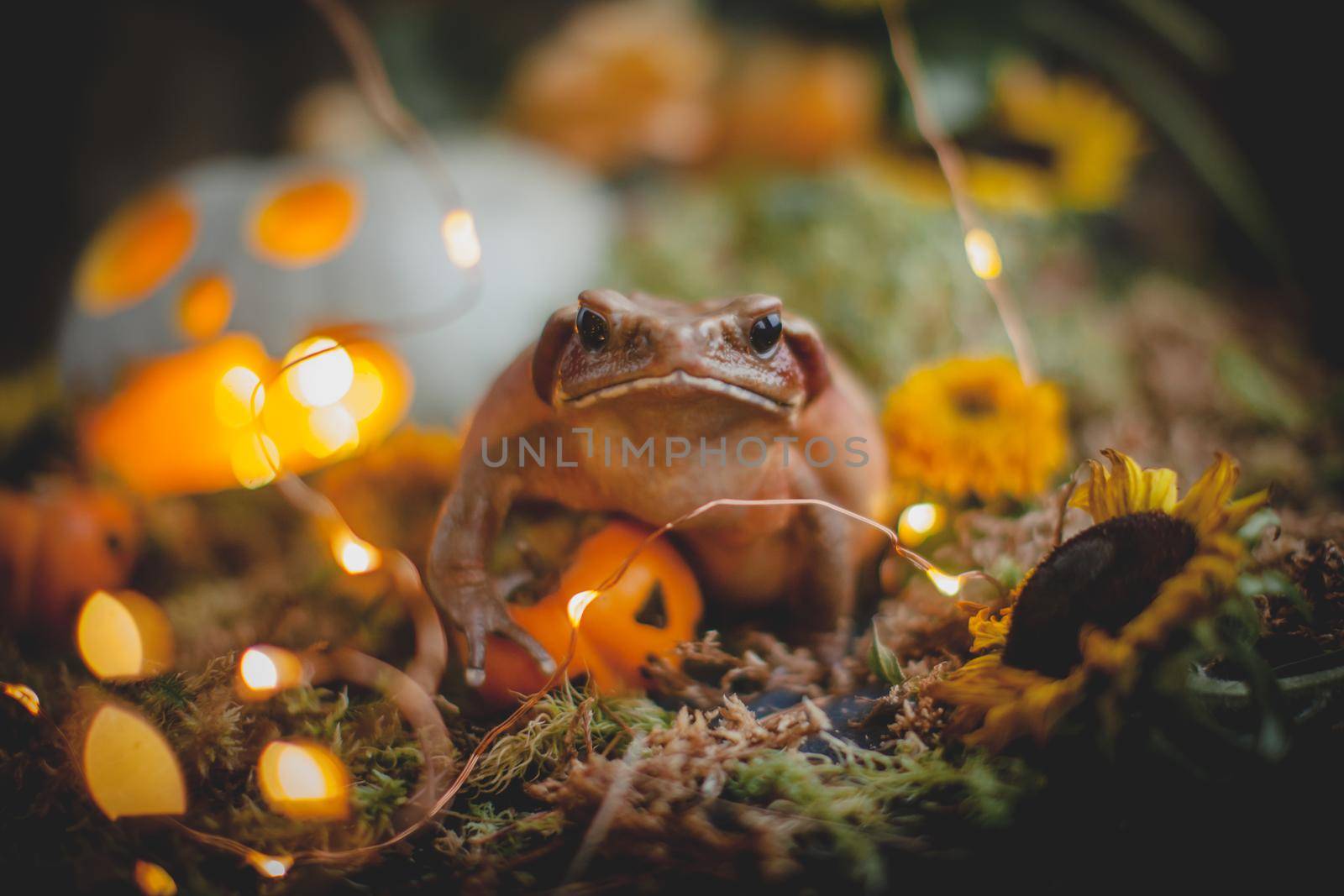 Pretty giant Smooth-sided toad with beautiful Haloween decoration