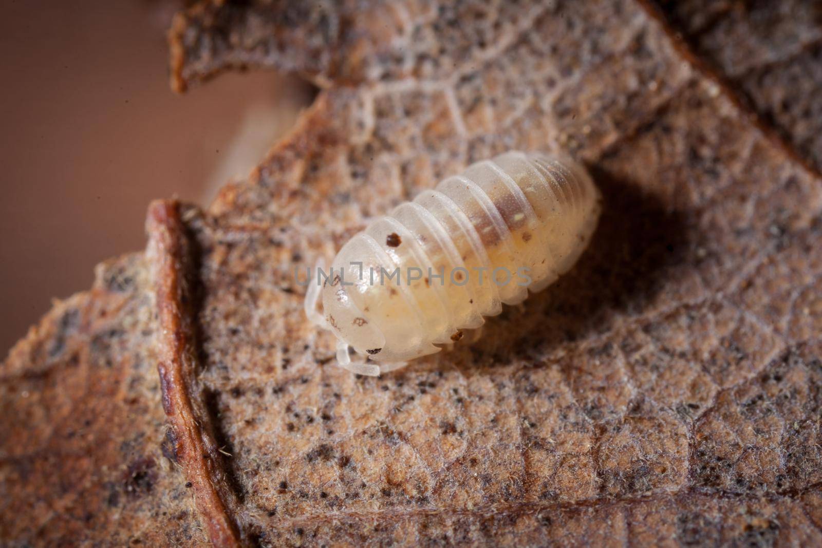 A white spotted woodlouse photohraphed on leaves by RosaJay