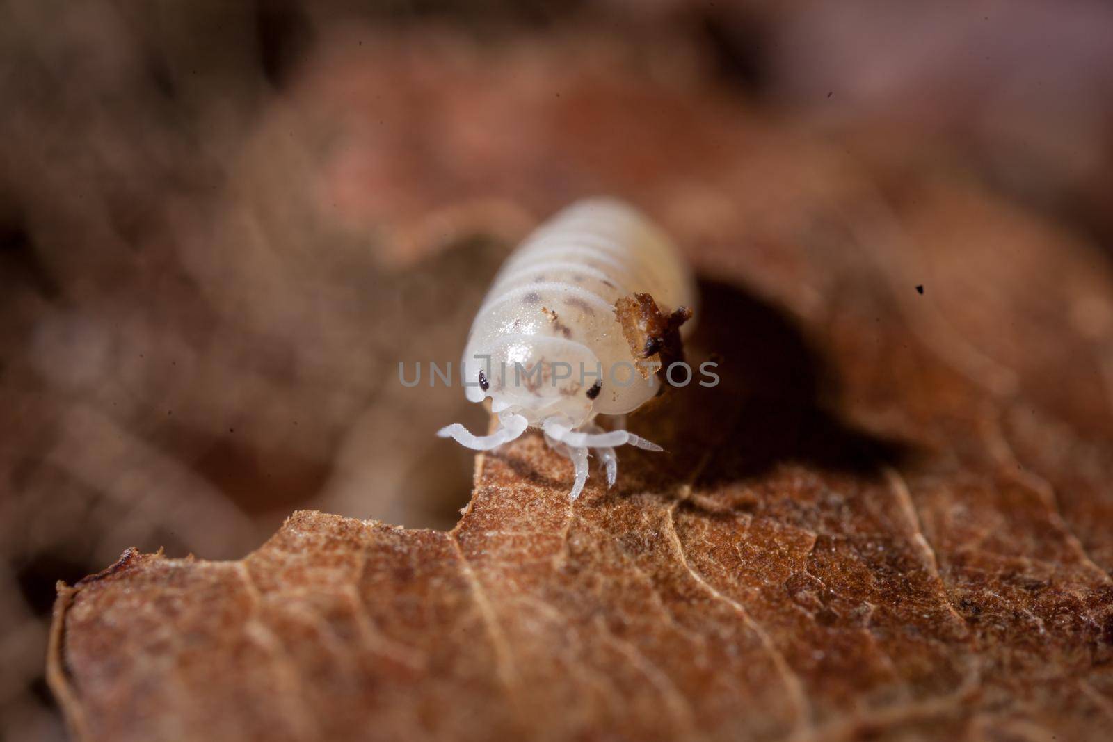 A white spotted woodlouse photohraphed on leaves by RosaJay