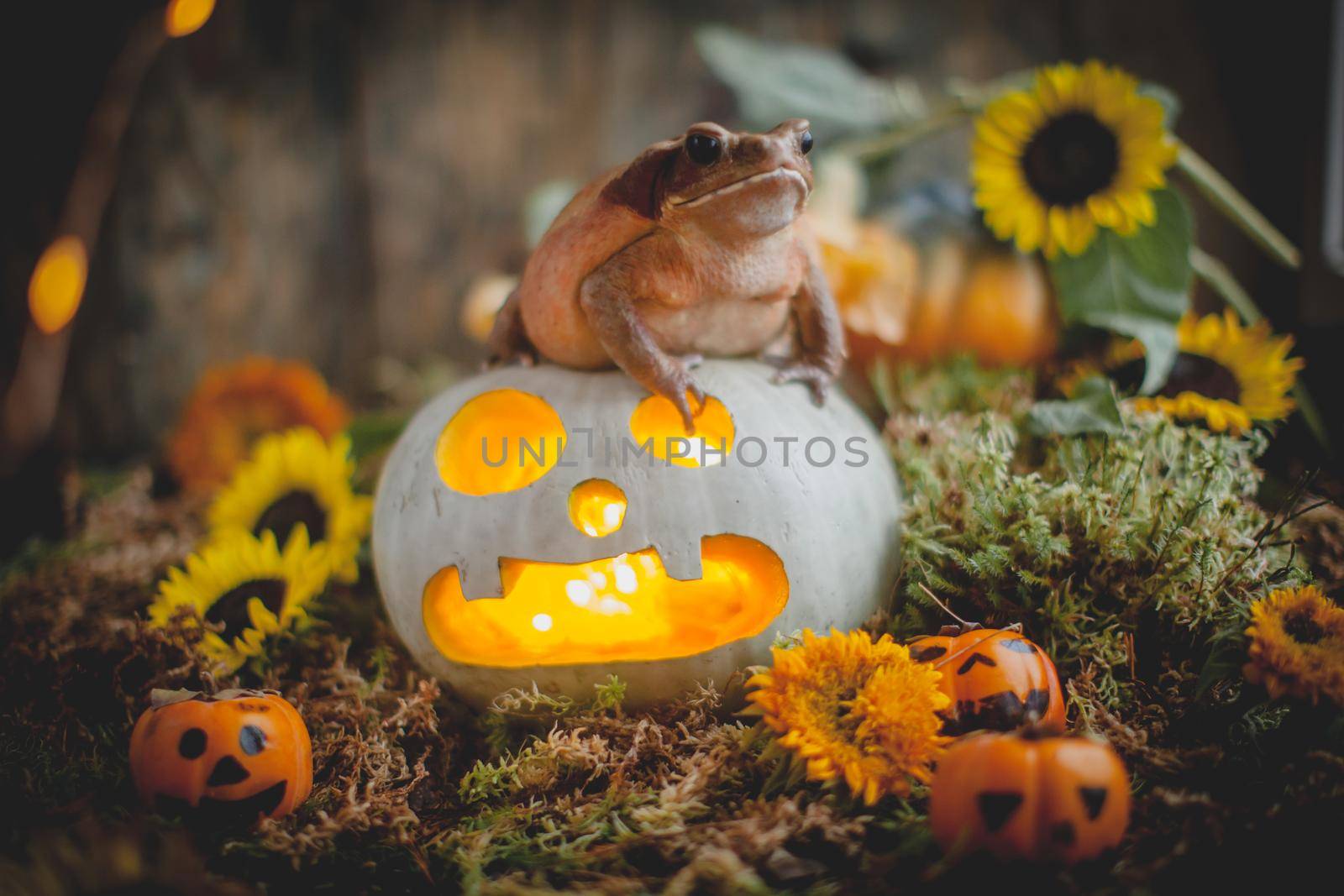 Pretty giant Smooth-sided toad with beautiful Haloween decoration