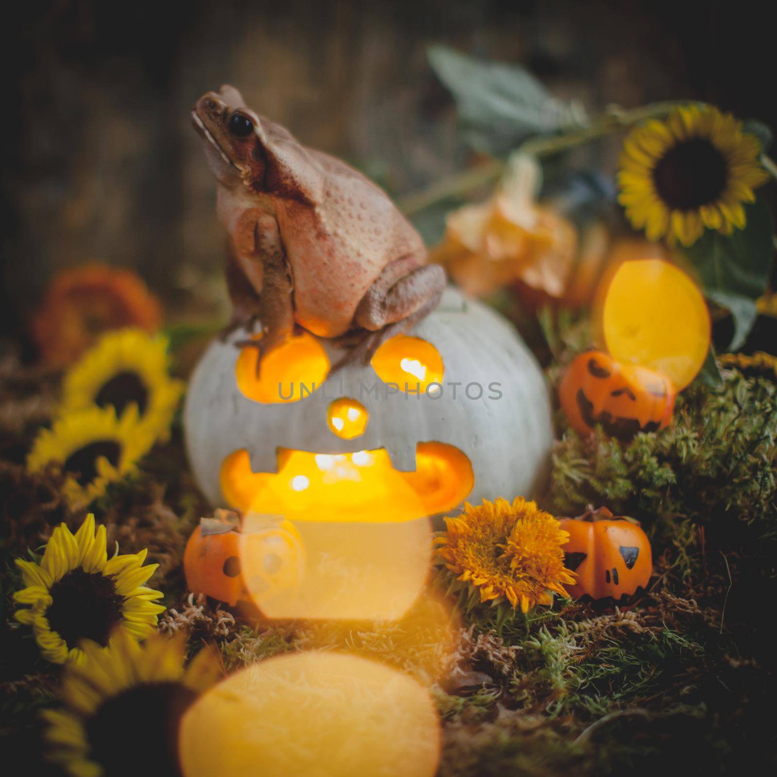 Pretty Smooth-sided toad with beautiful Haloween decoration by RosaJay