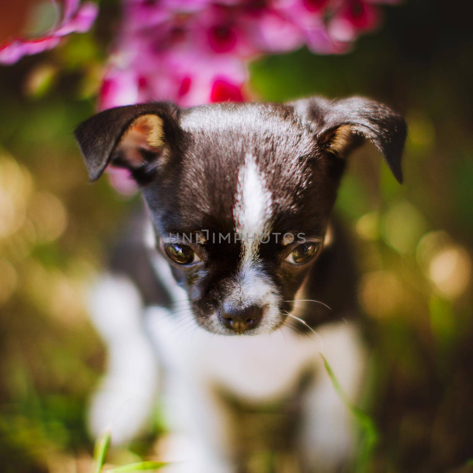 Pretty Chihuahua puppy, 2 months old on green grass