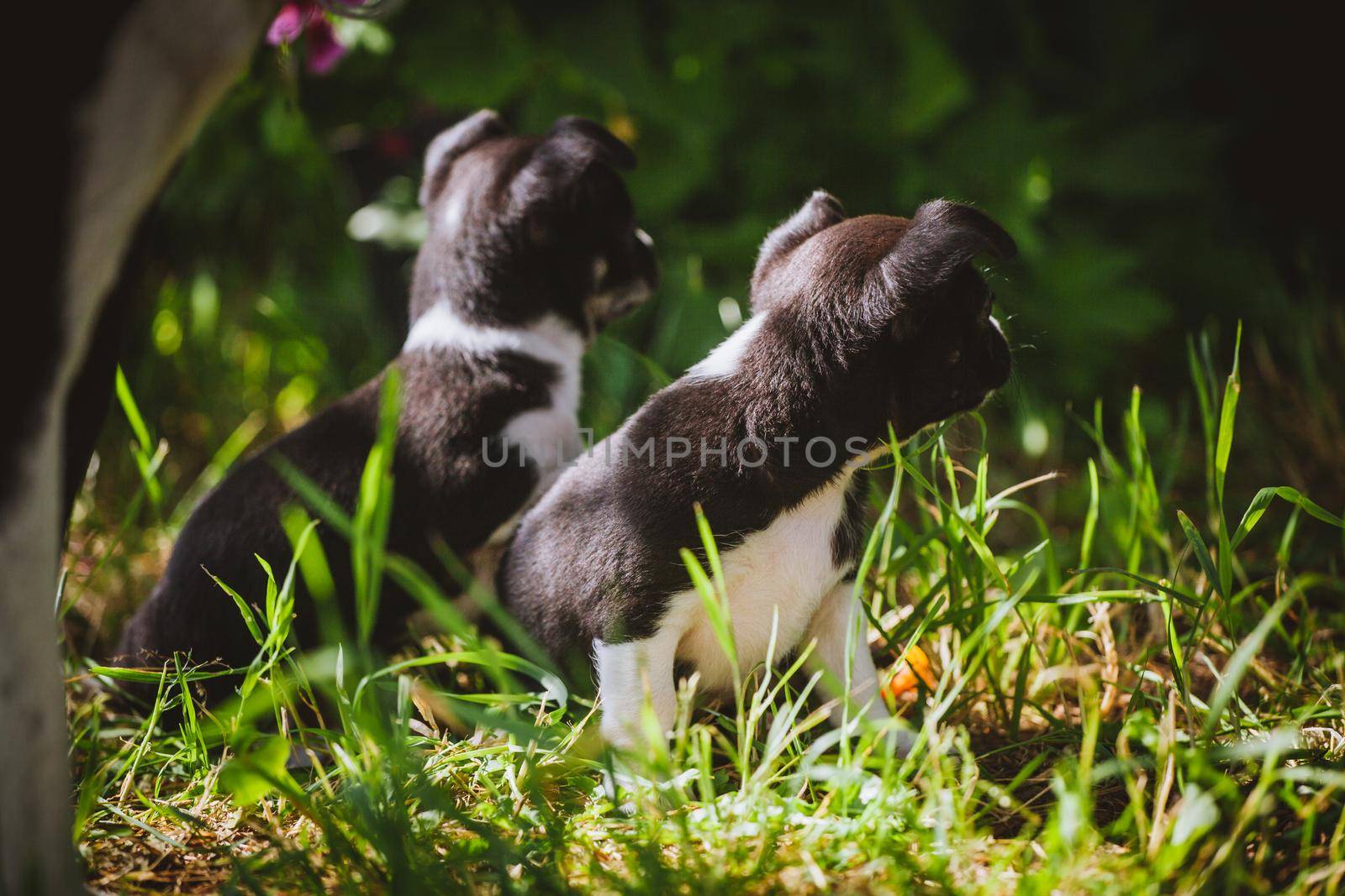 Pretty Chihuahua puppy, 2 months old on green grass