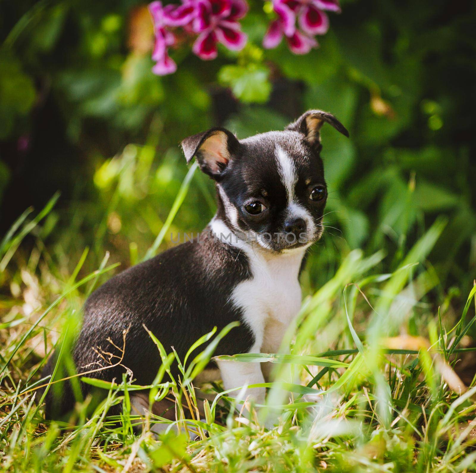 Pretty Chihuahua puppy, 2 months old on green grass