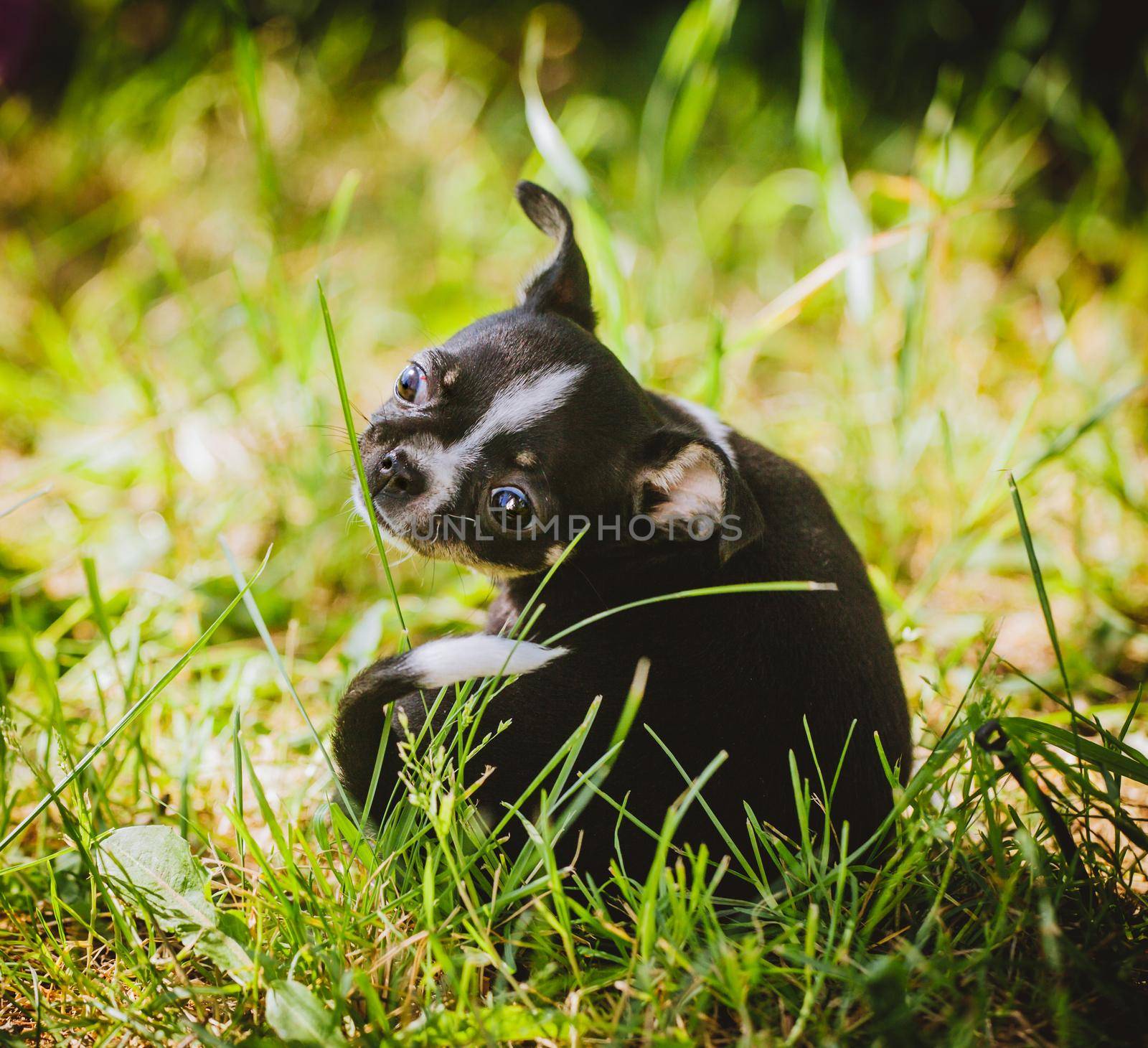 Pretty black and white Chihuahua puppy on green grass by RosaJay