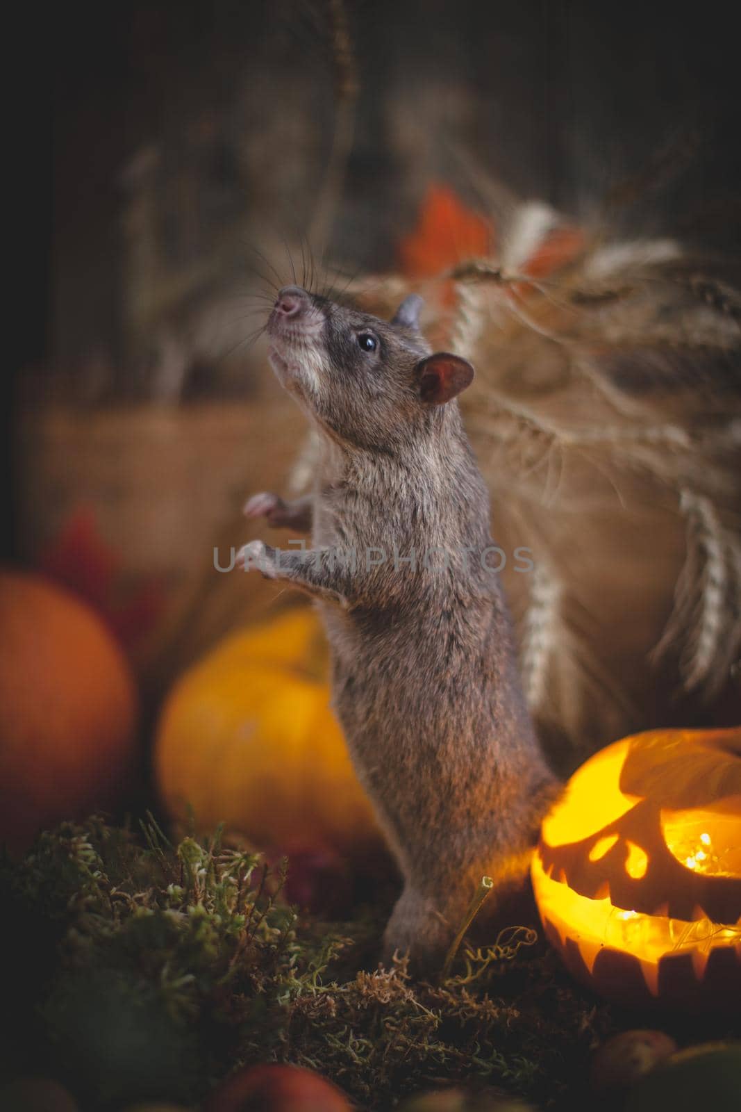 Pretty giant gambian pouched rat on Haloween party by RosaJay