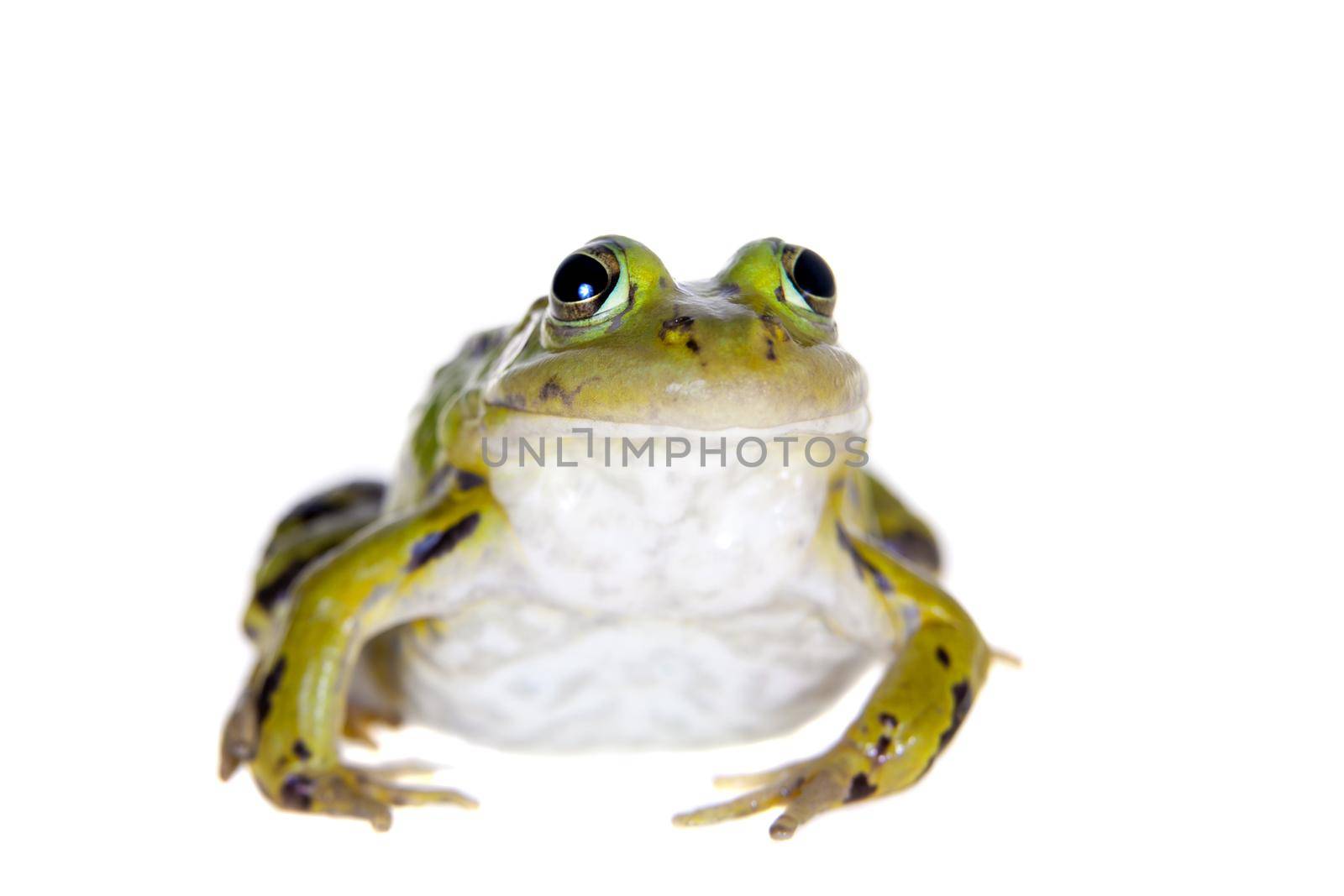 Green Pool Frog on white, Pelophylax lessonae by RosaJay