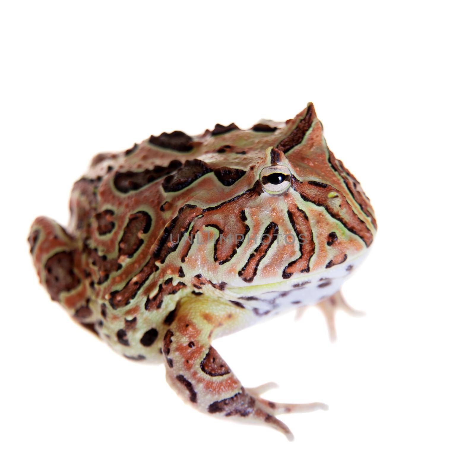 The Fantasy horned frog isolated on white by RosaJay