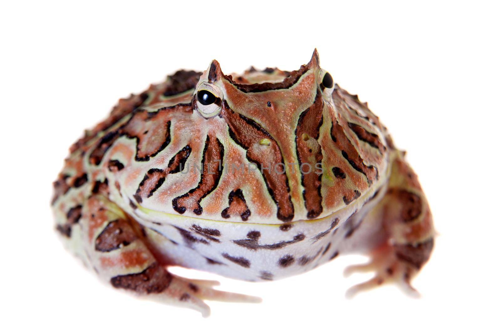 The Fantasy horned frog isolated on white by RosaJay