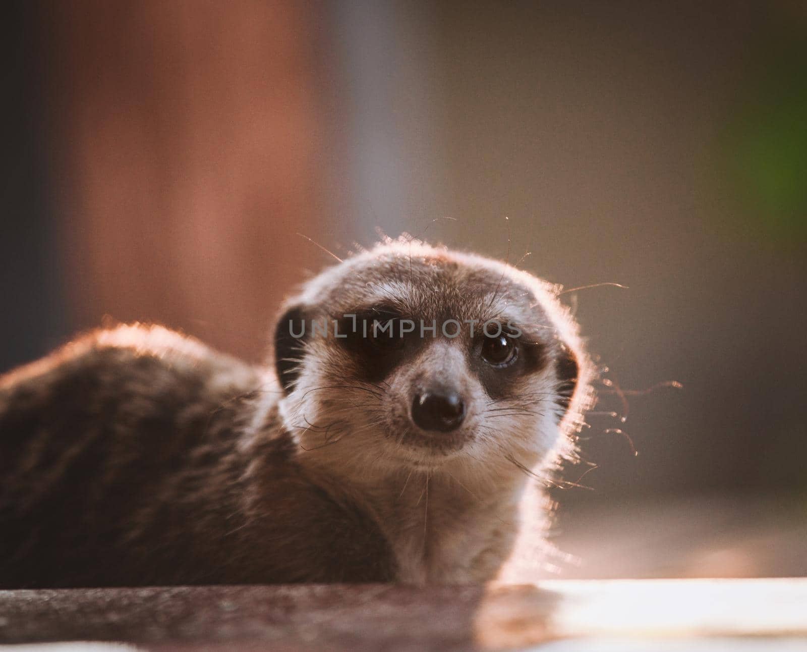 Domesticate meerkat or suricate, Suricata suricatta, on porch