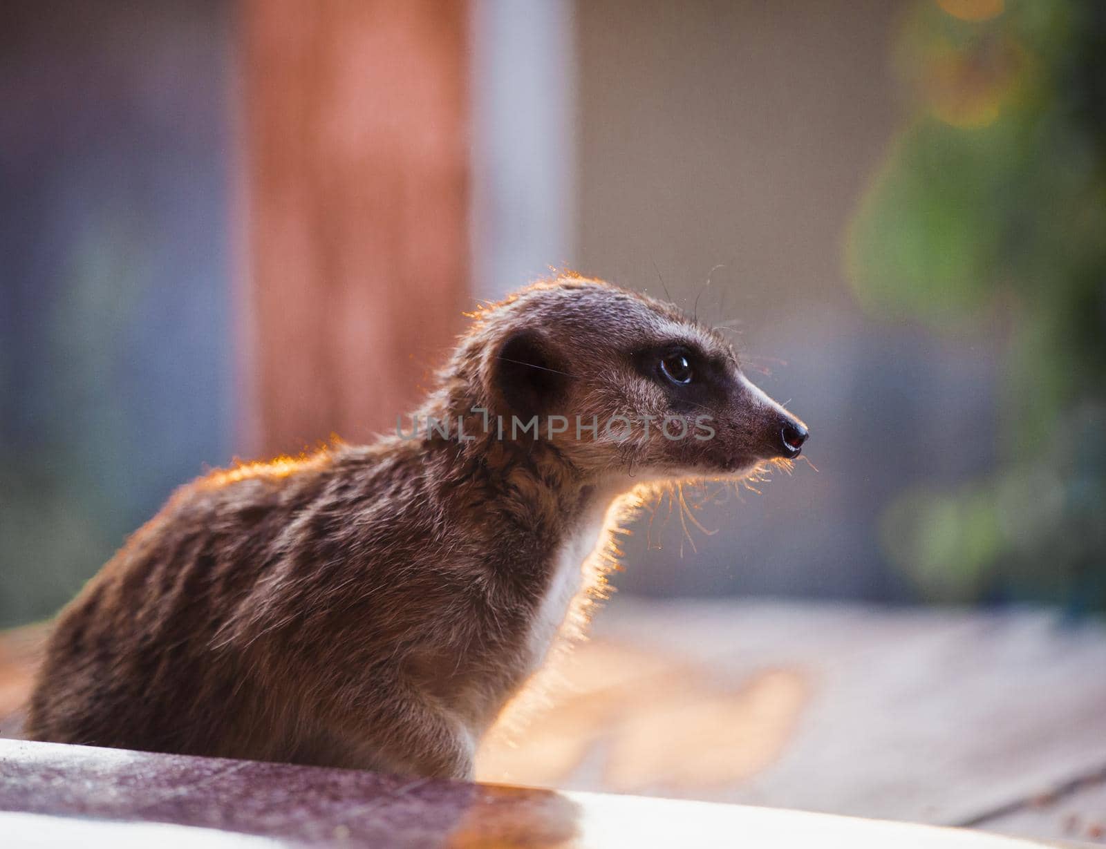 Domesticate meerkat or suricate, Suricata suricatta, on porch