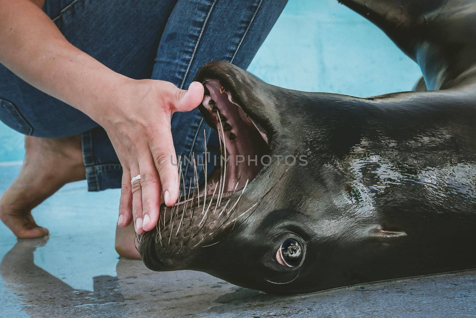Veterinarian training, check up, South American sea lion in zoo