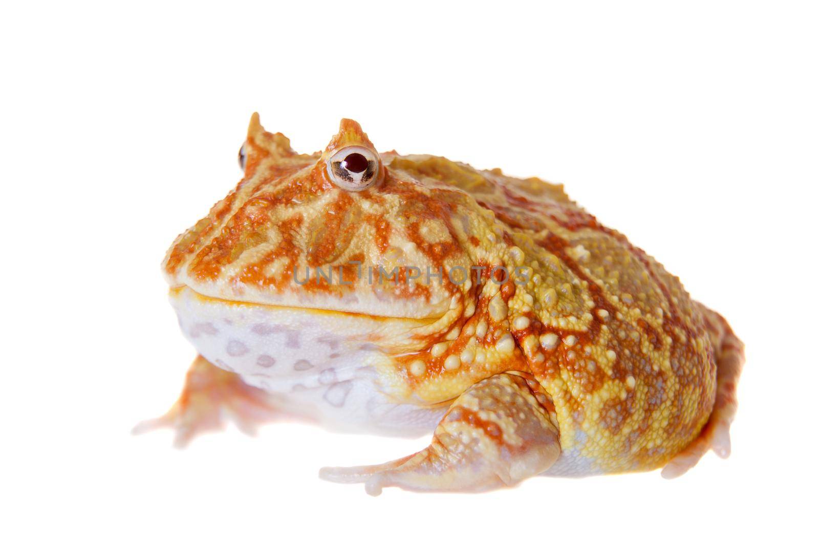 The chachoan horned frog, Ceratophrys cranwelli, isolated on white background