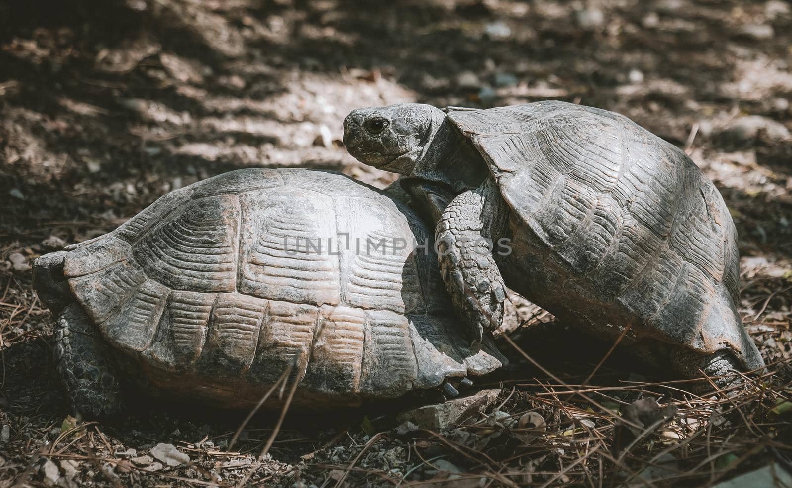 Mediterranean tortoises mating, Testudo graeca nikolskii, on grass in natural habitat