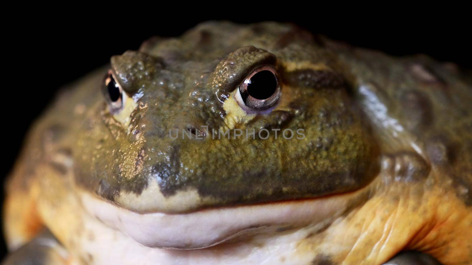 A male of African bullfrogs on black background by RosaJay