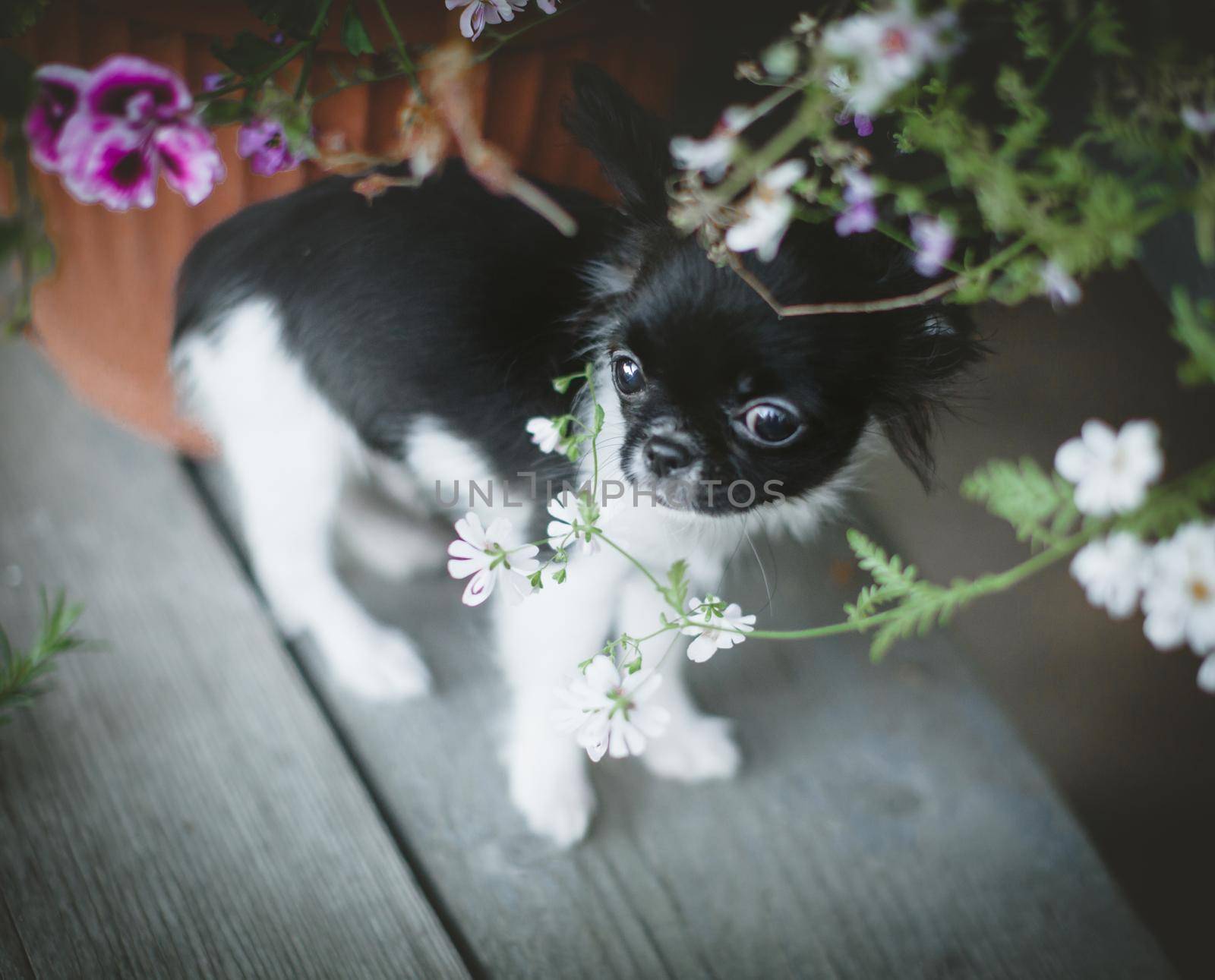 Pretty black and white Chihuahua puppy with flowers by RosaJay