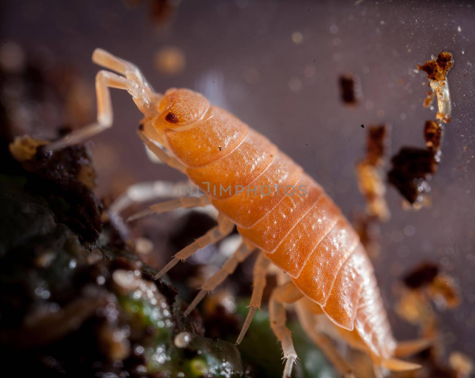 An orange woodlouse, porcellio pruinosus, photohraphed in captivity