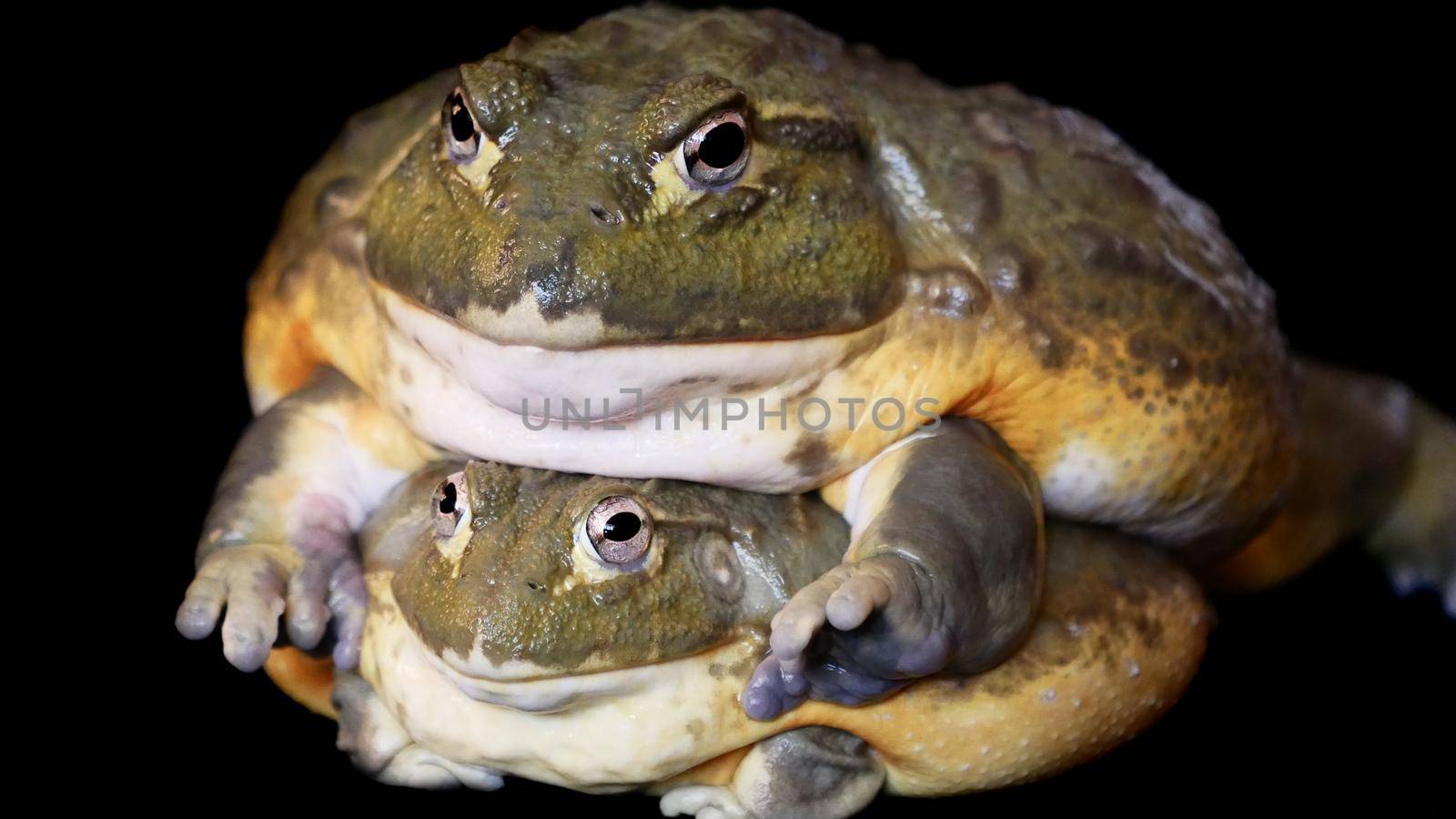 Couple of African bullfrogs on black background by RosaJay
