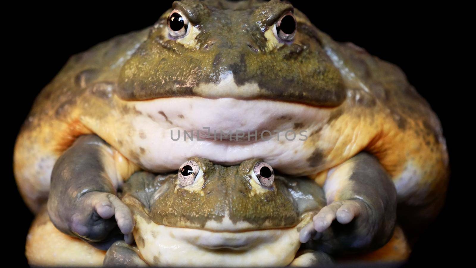 Couple of African bullfrogs, male and female, Pyxicephalus adspersus, sitting on black background