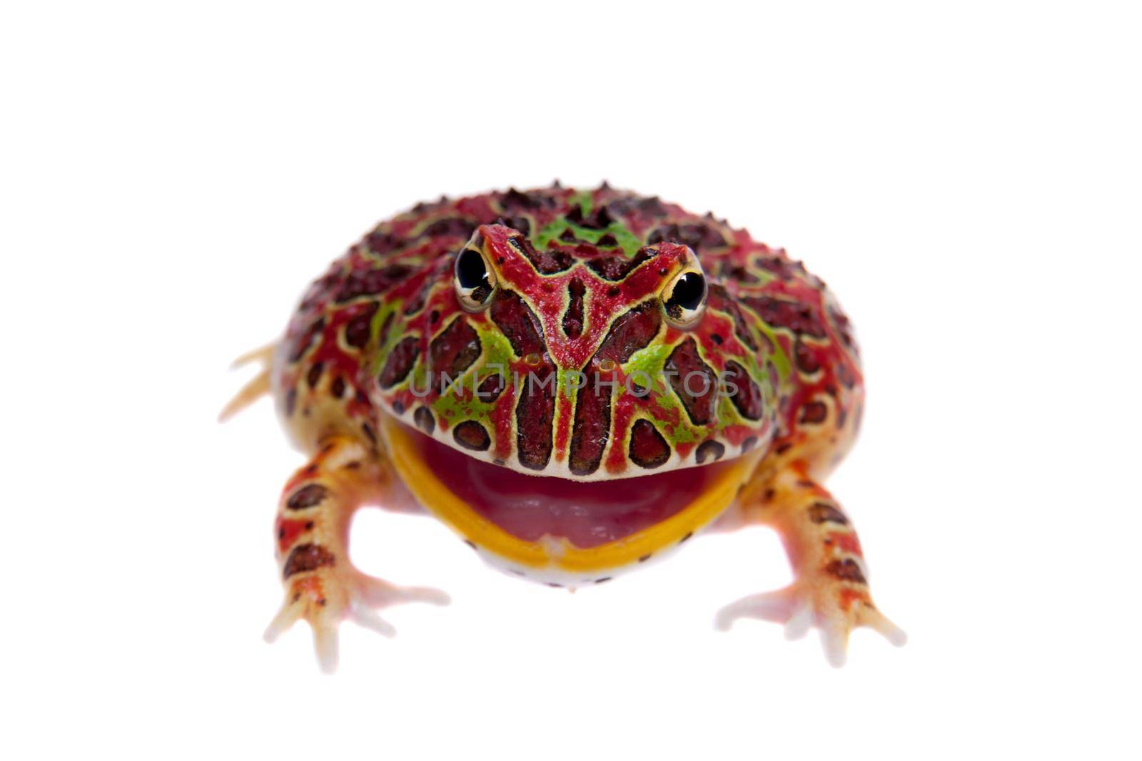The Argentine horned froglet, Ceratophrys ornata, isolated on white background